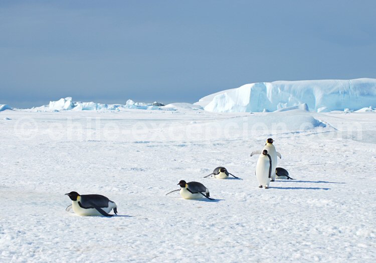 Manchots empereurs, Péninsule Antarctique. ©Lynn Woodworth