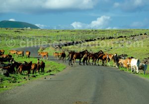 chevaux-ile-paques