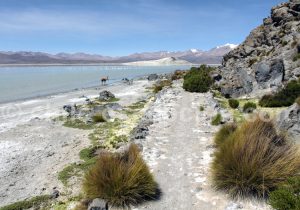 lagune-salar-surire Une lagune dans le Salar de Surire au Chili