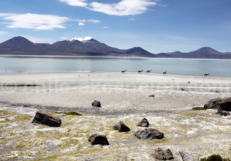 Salar de Surire désert du Chili Salar de Surire désert du Chili