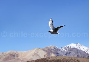 Voyage afari animalier au Chili