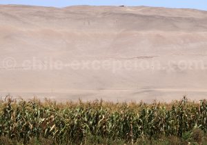 Géoglypes, Vallée de Lluta
