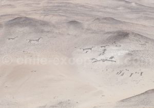 Vallée de Lluta, Arica