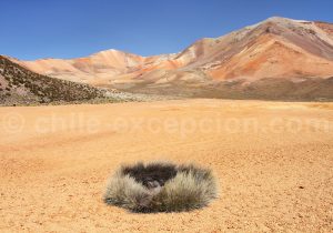 Flore Suriplaza, Nord du Chili
