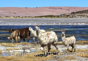 Camélidés du Chili