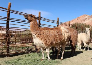 Lamas, camélidé le plus répandu au Chili