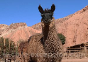 Lamas du Chili