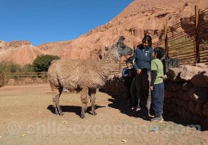 Rencontre avec les lamas de l'Altiplano