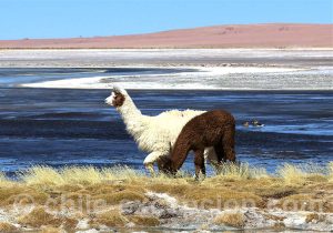Voyage dans l'Altiplano