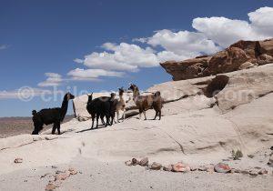 Lamas, Nord du Chili