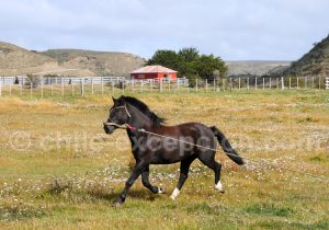 Cheval criollo, Patagonie