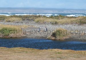 Réserve Pinguino Rey
