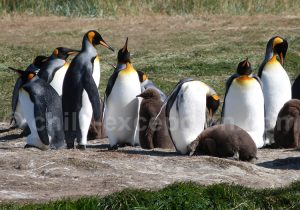 Manchots Royaux, Région de Magallanes