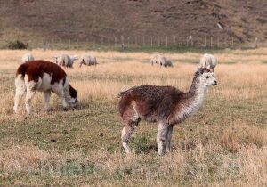La faune de Terre de Feu