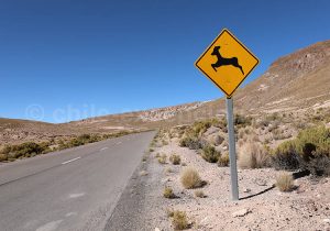 Attention vigognes, Atacama