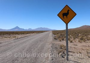 Attention lamas, Atacama