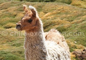 Lama, Machuca, Chili