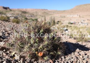 Cactus du désert, Nord du Chili