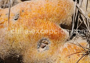 Textures et contextures chiliennes