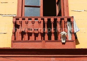 Balcon avec un chien dans une rue à Iquique