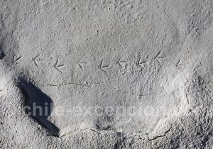 Rencontre de l'animal et du mineral