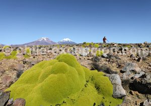 Reportage photos, désert du Nord du Chili