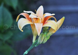 33-ECLAIRCIR Safari vert au Chili