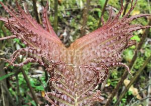 38-1 Fougère en altitude