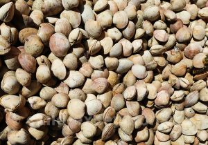 Textures et contextures chiliennes