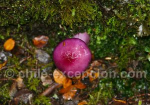 57-jardin-secret-de-Patagonie Jardin secret de Patagonie