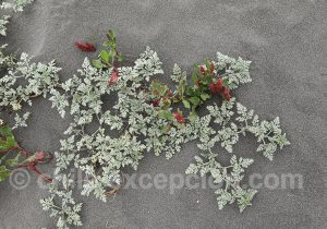 Flore du littoral chilien