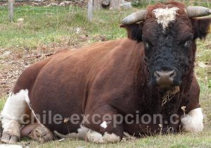 Vie paisible en Patagonie