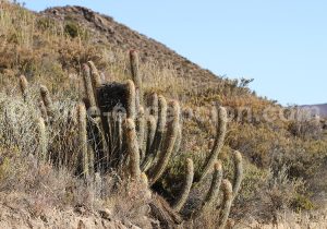 Cactus du Chili
