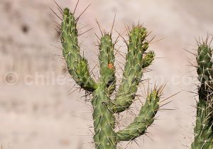 Cactus d'Amérique du Sud