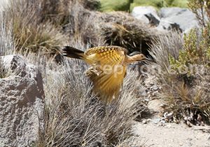 Safari photographique, Codpa