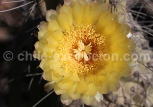 Fleur de cactus, Codpa, Chili