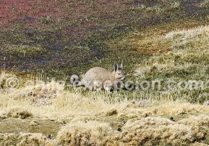 Viscacha, Codpa