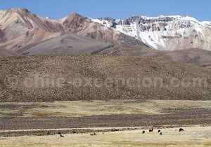 Landscape of Caquena, Chile
