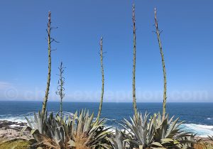 Station Balnéaire De Zapallar