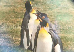 Manchots-Rois-Porvenir-1