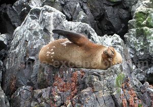 Lion de mer, isla Choros