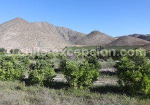 Les vignobles de la Vallée de l'Elqui