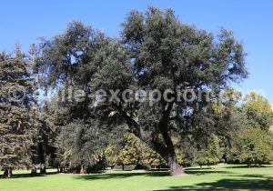 12-11 HÔTEL CASA REAL, BUIN, VALLÉE DE MAIPO