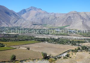Vicuña, Nord du Chili