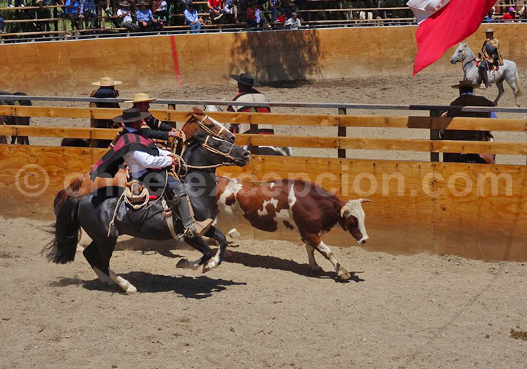 Huasos, Fiesta de Pichasca, Norte de Chile