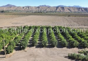 Pisquera Mal Paso, vallée de Limarí