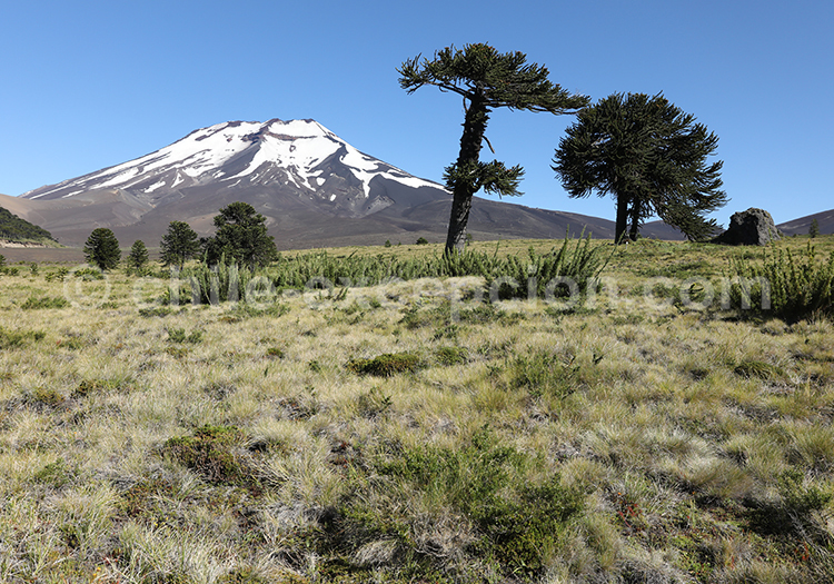 Réserve Nationale Malalcahuello Réserve Nationale Malalcahuello