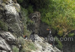 Cormorans de Gaimard, îlots de Puñihuil