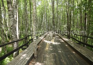 Réserve naturelle de Huilo Huilo