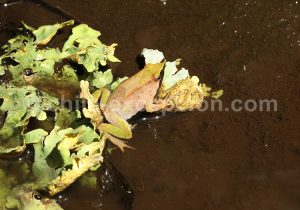 Grenouille de Darwin, endémique du Chili et d'Argentine